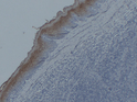 Immunohistochemistry analysis of paraffin embedded human tonsil using Annexin A1/ANXA1 at dilution of 1:200