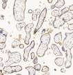 Immunohistochemistry analysis of paraffin embedded human placenta using CD105 at dilution of 1:100
