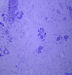 Anti-Cytokeratin 20 antibody [SM5160] (STJA0005160)
