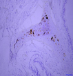 Anti-Collagen II antibody [SM5168] (STJA0005168)