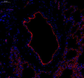IF analysis of CD31. Sample: Rat lung, 4% PFA 12-24h. Antigen retrieval: Citrate buffer, pressure cooker 2min. Blocking buffer: 3% BSA in PBS, RT, 30min. Primary antibody: 1:600, 4C overnight. Secondary antibody: Cy3 conjugated Goat Anti-mouse IgG, 1:200 RT 1h.