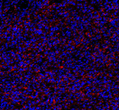 Anti-alpha Tubulin antibody [SM5232] (STJA0005232)