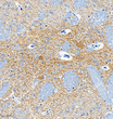 Immunohistochemistry analysis of Acetylcholinesterase. Sample: Rat Seahorses, 4% PFA 12-24h. Antigen retrieval: Citrate buffer, pressure cooker 2 min. Primary antibody: 1:1000, 4C overnight. Secondary antibody: HRP conjugated Goat Anti-mouse lgG, 1:200, RT, 1h.