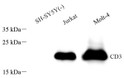 Western blot analysis of CD3 at dilution of 1:1000
