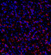 Anti-Claudin18.2 antibody [SM0394] (STJA0010394)