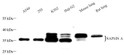 Western blot analysis of NAPSINA-5 at dilution of 1:1000