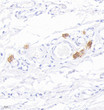 Anti-Mast cell tryptase antibody [SM0417] (STJA0010417)