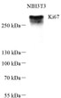 Anti-Ki67 antibody [SM0421] (STJA0010421)