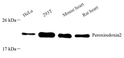 Western blot analysis of Peroxiredoxin2 at dilution of 1:1000