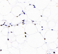 Immunohistochemistry of paraffin embedded rat fat using PPAR Gamma at dilution of 1:2000