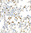 Immunohistochemistry analysis of MPO. Sample: Rat lung, 4% PFA 12-24h. Antigen retrieval: Citrate buffer, 98C, 20 min. Blocking buffer: 3% BSA in PBS, RT, 30min. Primary antibody: 1:2000, 4C overnight. Secondary antibody: HRP Goat Anti-mouse lgG, 1:200 RT 1h.