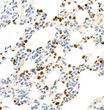 Immunohistochemistry analysis of MPO. Sample: Rat pneumonia, 4% PFA 12-24h. Antigen retrieval: Citrate buffer, 98C, 20 min. Blocking buffer: 3% BSA in PBS, RT, 30min. Primary antibody: 1:2000, 4C overnight. Secondary antibody: HRP Goat Anti-mouse lgG, 1:200 RT 1h.
