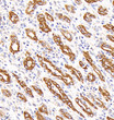Immunohistochemistry analysis of Cytokeratin-7. Sample: Human stomach, 4% PFA 12-24h. Antigen retrieval: Citrate buffer, pressure cooker 2min. Blocking buffer: 3% BSA in PBS, RT, 30min. Primary antibody: 1:500, 4C overnight. Secondary antibody: HRP Goat Anti-mouse lgG, 1:200 RT 1h. Immunohistochemistry analysis of Cytokeratin-7. Sample: Human stomach, 4% PFA 12-24h. Antigen retrieval: Citrate buffer, pressure cooker 2min. Blocking buffer: 3% BSA in PBS, RT, 30min. Primary antibody: 1:500, 4C overnight. Secondary antibody: HRP Goat Anti-mouse lgG, 1:200 RT 1h.