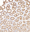 Immunohistochemistry analysis of Cytokeratin-7. Sample: Rat stomach, 4% PFA 12-24h. Antigen retrieval: Citrate buffer, pressure cooker 2min. Blocking buffer: 3% BSA in PBS, RT, 30min. Primary antibody: 1:500, 4C overnight. Secondary antibody: HRP Goat Anti-mouse lgG, 1:200 RT 1h. Immunohistochemistry analysis of Cytokeratin-7. Sample: Rat stomach, 4% PFA 12-24h. Antigen retrieval: Citrate buffer, pressure cooker 2min. Blocking buffer: 3% BSA in PBS, RT, 30min. Primary antibody: 1:500, 4C overnight. Secondary antibody: HRP Goat Anti-mouse lgG, 1:200 RT 1h.