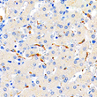Immunohistochemistry analysis of CD68. Sample: Human liver, 4% PFA 12-24h. Antigen retrieval: Citrate buffer, pressure cooker 2 min. Primary antibody: 1:1000, 4C overnight. Secondary antibody: S-vision poly-HRP conjugated Goat Anti-mouse lgG, Ready to use, RT, 20min.