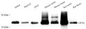 Western blot analysis of GPX4 at dilution of 1:1000