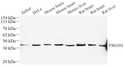 Western blot analysis of tsg101 at dilution of 1:500