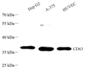 Western blot analysis of CD63 at dilution of 1:1000