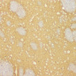Immunohistochemistry analysis of paraffin embedded rat brain using GAP43 at dilution of 1:1000