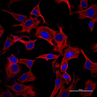 Immunocytochemistry analysis of 4% paraformaldehyde-fixed HeLa cells using Alpha-Tubulin at dilution of 1:1000