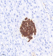 Immunohistochemistry analysis of Insulin. Sample: mouse pancreas, 4% PFA 12-24h. Antigen retrieval: Citrate buffer, pressure cooker 2min Blocking buffer: 3% BSA in PBS, RT, 30min. Primary antibody: 1:1000, 4C overnight. Secondary antibody: HRP Goat Anti-mouse lgG, 1:200 RT 1h.