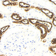 Sample: Human kidney, 4% PFA 12-24h. Antigen retrieval: Citrate buffer, pressure cooker 2min Blocking buffer: 3% BSA in PBS, RT, 30min. Primary antibody: 1:1000, 4C overnight. Secondary antibody: HRP Goat Anti-Rabbit lgG, 1:200 RT 1h.