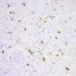 Immunofluorescence of paraffin embedded rat brain using S100B at dilution of 1:1500
