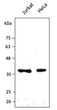 Anti GAPDH Goat Polyclonal antibody western blot hela jurkat STJ140310