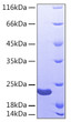 Recombinant Human Sonic hedgehog protein N-product/SHH (C24IVI) Protein was determined by SDS-PAGE with Coomassie Blue, showing a band at 22 kDa.