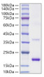 Recombinant Mouse IL-1Ra/IL-1F3/IL-1RN inhibit IL-1 alpha-dependent proliferation in D10. G4. 1 mouse helper T cells. The ED&lt;sub&gt;50&lt;/sub&gt; for this effect is 2. 47-9. 86 ng/mL in the presence of 3ng/mL of recombinant human IL-1 alpha (Catalog: STJP000874) , corresponding to a specific activity of 1. 01×10&lt;sup&gt;5&lt;/sup&gt;~4. 05×10&lt;sup&gt;5&lt;/sup&gt; units/mg.