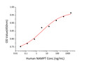Recombinant Human Visfatin/Nampt stimulates cell proliferation of the RPMI 8226 cells. The ED&lt;sub&gt;50&lt;/sub&gt; for this effect is 1. 72‑6. 89 ng/mL, corresponding to a specific activity of 1. 45×10&lt;sup&gt;5&lt;/sup&gt;~5. 81×10&lt;sup&gt;5&lt;/sup&gt;units/mg.
