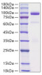 Recombinant Rat Hepatocyte growth factor/HGF Protein was determined by SDS-PAGE with Coomassie Blue, showing a band at 80-100 kDa.