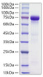 Recombinant Human HRG/HPRG Protein was determined by SDS-PAGE with Coomassie Blue, showing a band at 75 kDa.