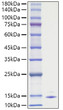 Recombinant Human CCL5/RANTES Protein was determined by SDS-PAGE with Coomassie Blue, showing a band at 10-15 kDa.