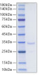 Recombinant Mouse IgG2C Protein was determined by SDS-PAGE with Coomassie Blue, showing a band at 30-35 kDa.
