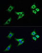 Immunofluorescence analysis of HeLa cells, using ACO2 antibody (STJ22487) as the primary antibody at dilution of 1:100. The cells were incubated with the primary antibody overnight at 4°C. <br/>Secondary antibody: ABflo® 488-conjugated Goat Anti-Rabbit IgG (H+L) (STJS001189) at 1:200 dilution. <br/>Blue: DAPI for nuclear staining.