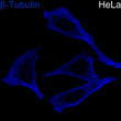 Confocal imaging of HeLa cells using Î²-Tubulin mAb (STJ230059, dilution 1:200) followed by a further incubation with ABflo® 405-conjugated Goat Anti-Rabbit IgG (H+L) (STJS001192, dilution 1:800) (Blue). Objective: 100x.