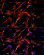 Immunofluorescence analysis of PC-12 cells using ABflo® 555-conjugated Goat Anti-Mouse IgG (H+L) (STJS001193) at dilution of 1:400 (40x lens). Blue: DAPI for nuclear staining.