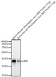 Western blot analysis of recombinant Monkeypox virus B6R Protein using B6R Rabbit mAb (STJ11105673) at 1:2000 dilution incubated overnight at 4C. <br>Secondary antibody: HRP-conjugated Goat anti-Rabbit IgG (H+L) (STJS000856) at 1:10000 dilution. <br>Lysates/proteins: 1-5ng per lane. <br>Blocking buffer: 3% nonfat dry milk in TBST. <br>Detection: ECL Basic Kit (