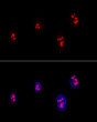 Confocal immunofluorescence analysis of U-2OS cells using Fibrillarin/U3 RNP Rabbit pAb (STJ11106039) at dilution of 1:200. Blue: DAPI for nuclear staining.