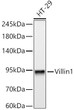 Western blot analysis of lysates from HT-29 cells, using Villin1 Mouse mAb (STJ11106698) at 1:1000 dilution. <br/>Secondary antibody: HRP-conjugated Goat anti-Mouse IgG (H+L) (STJS000854) at 1:10000 dilution. <br/>Lysates/proteins: 25 Mu g per lane. <br/>Blocking buffer: 3% nonfat dry milk in TBST. <br/>Detection: ECL Basic Kit <br/>Exposure time: 60s.