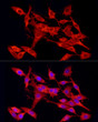 Immunofluorescence analysis of PC-12 cells using Cleaved Caspase-9 P37 Rabbit pAb (STJ11106883) at dilution of 1:50 (40x lens). Secondary antibody: Cy3-conjugated Goat anti-Rabbit IgG (H+L) (STJS001166) at 1:500 dilution. Blue: DAPI for nuclear staining.