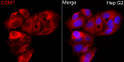 Immunofluorescence analysis of HepG2 cells using [KD Validated] COMT Rabbit pAb (STJ11106950) at dilution of 1:50 (40x lens). Secondary antibody: Cy3 Goat Anti-Rabbit IgG (H+L) (STJS001166) at 1:500 dilution. Blue: DAPI for nuclear staining.