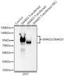 Western blot analysis of lysates from wild type (WT) and 293T cells transfected with SMAD2/SMAD3 using SMAD2/SMAD3 Rabbit pAb (STJ11106981) at1:1000 dilution incubated overnight at 4°C.  <br>Secondary antibody: HRP-conjugated Goat anti-Rabbit IgG (H+L) (STJS000856) at 1:10000 dilution. <br>Lysates/proteins: 25  Mu g per lane. <br>Blocking buffer: 3% nonfat dry milk in TBST. <br>Detection: ECL Basic Kit <br>NC:293T cells transfected with SMAD5<br>Exposure time: 10s.