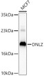 Western blot analysis of lysates from MCF7 cells using DNLZ Rabbit pAb (STJ11106997) at 1:2000 dilution. <br/>Secondary antibody: HRP-conjugated Goat anti-Rabbit IgG (H+L) (STJS000856) at 1:10000 dilution. <br/>Lysates/proteins: 25 Mu g per lane. <br/>Blocking buffer: 3% nonfat dry milk in TBST. <br/>Detection: ECL Basic Kit <br/>Exposure time:90s.