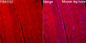 Immunofluorescence analysis of Mouse leg bone tissue using FBXO32 Rabbit pAb (STJ11107064) at a dilution of 1:100 (40x lens). Secondary antibody: Cy3-conjugated Goat anti-Rabbit IgG (H+L) (STJS001166) at 1:500 dilution. Blue: DAPI for nuclear staining. High pressure antigen retrieval performed with 0. 01M Citrate Buffer (pH 6. 0) prior to IF staining.