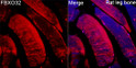 Immunofluorescence analysis of Rat leg bone tissue using FBXO32 Rabbit pAb (STJ11107064) at a dilution of 1:100 (40x lens). Secondary antibody: Cy3-conjugated Goat anti-Rabbit IgG (H+L) (STJS001166) at 1:500 dilution. Blue: DAPI for nuclear staining. High pressure antigen retrieval performed with 0. 01M Citrate Buffer (pH 6. 0) prior to IF staining.