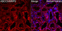 Immunofluorescence analysis of paraffin-embedded Human kidney tissue using ABCC5/MRP5 Rabbit pAb (STJ11107079) ata dilution of 1:200 (40x lens). Secondary antibody: Cy3 Goat Anti-Rabbit IgG (H+L) (STJS001166) at 1:500 dilution.  Blue: DAPI for nuclear staining. Perform high pressure antigen retrieval with 0. 01 M citrate buffer (pH 6. 0) prior to IF staining.