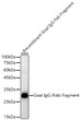 Western blot analysis of recombinant Goat IgG Fab fragment using Rabbit Anti-Goat IgG (Fab) fragment mAb (STJ11107084) at 1:1900 dilution. <br>Lysates/proteins: 100ng per lane. <br>Blocking buffer: 3% nonfat dry milk in TBST. <br>Detection: ECL Basic Kit <br>Exposure time: 180s.