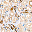 Immunohistochemistry analysis of paraffin-embedded Human kidney tissue using cGAS Mouse mAb (STJ11107376) at a dilution of 1:200 (40x lens). High pressure antigen retrieval performed with 0. 01M Tris-EDTA Buffer (pH 9. 0) prior to immunohistochemistry staining.